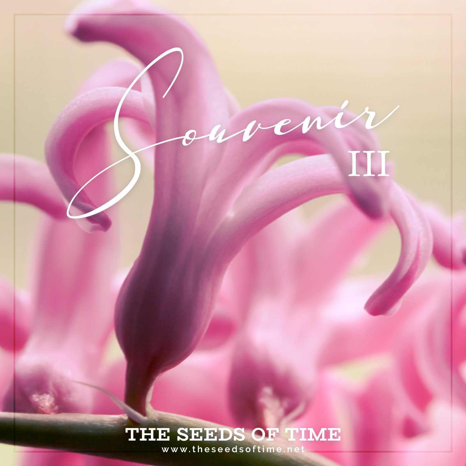 Track image for experimental ambient piece titled Souvenir 3 showing a beautiful photograph of pink Orchid flowers reaching out with their softest touch into the heavens